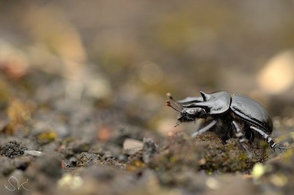 Le Minautore (Typhaeus typhoeus)