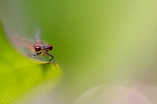 Petite nymphe au corps de feu (Pyrrhosoma nymphula)