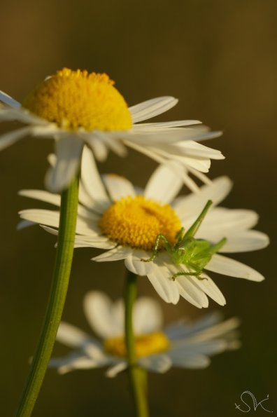 La sauterelle aux marguerites