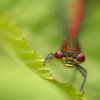 Petite nymphe au corps de feu (Pyrrhosoma nymphula)