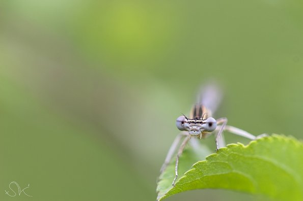 Platycleis pennipes