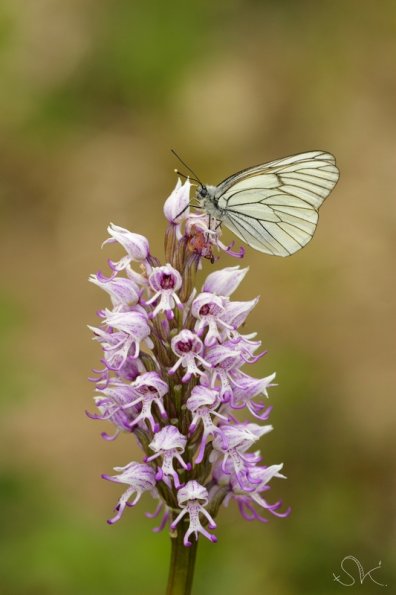 Gazé sur Orchis singe