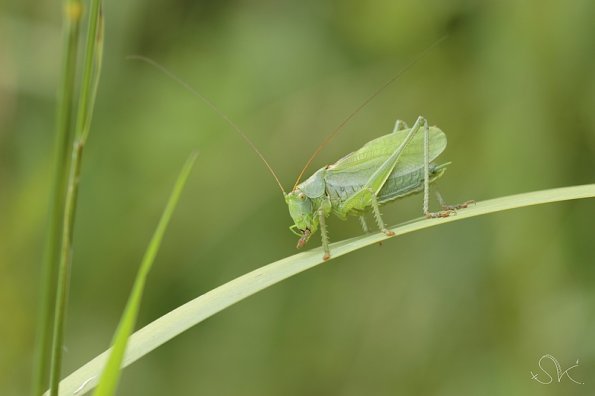 Sauterelle cymbalière (Tettigonia cantans)