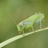 Sauterelle cymbalière (Tettigonia cantans)