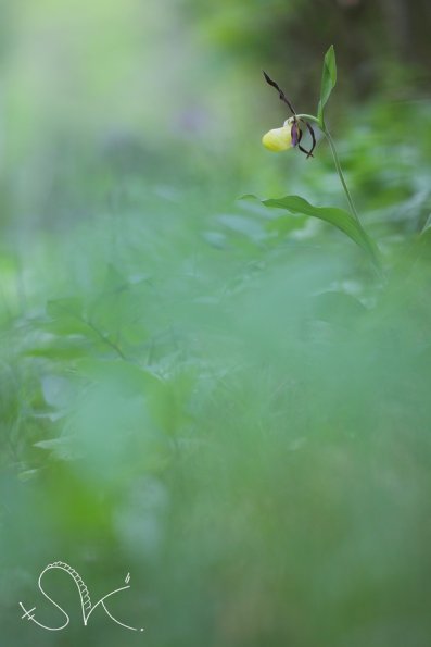 Sabot de Vénus (Cypripedium calveolus)