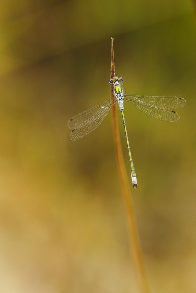 Leste fiancé (Lestes sponsa)