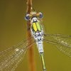 Leste fiancé (Lestes sponsa)