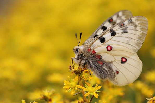 Apollon (Parnassius apollo)