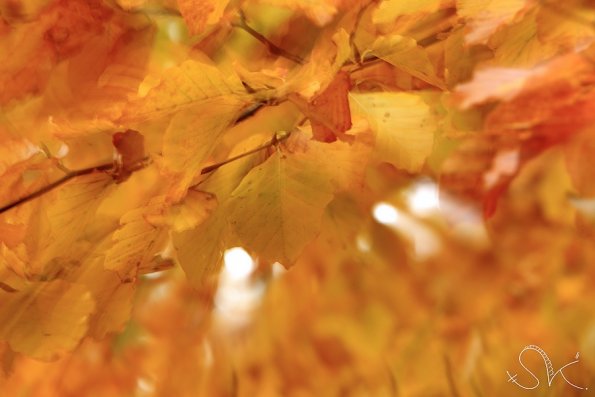 Hêtre en automne (Fagus sylvatica)
