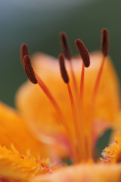 Lys orangé (Lilium bulbiferum)