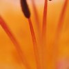 Lys orangé (Lilium bulbiferum)