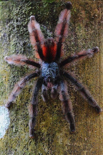 Matoutou falaise (Avicularia versicolor)