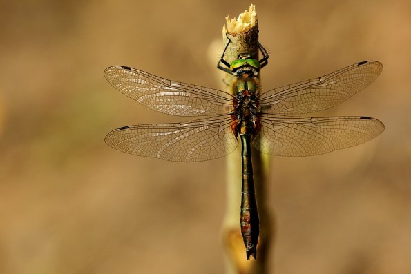 Cordulie bronzé (Cordulia aenea)