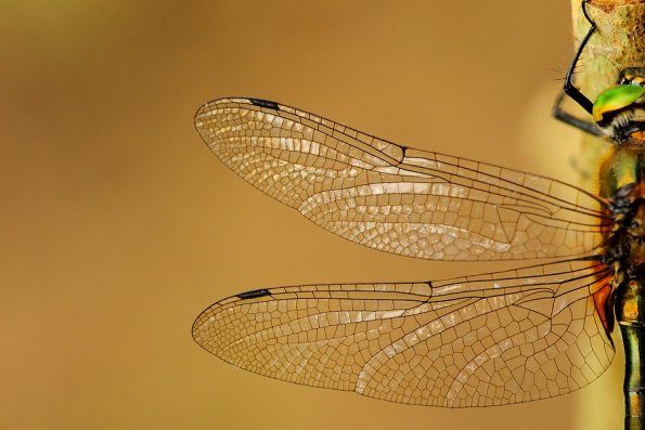 Cordulie bronzé (Cordulia aenea)