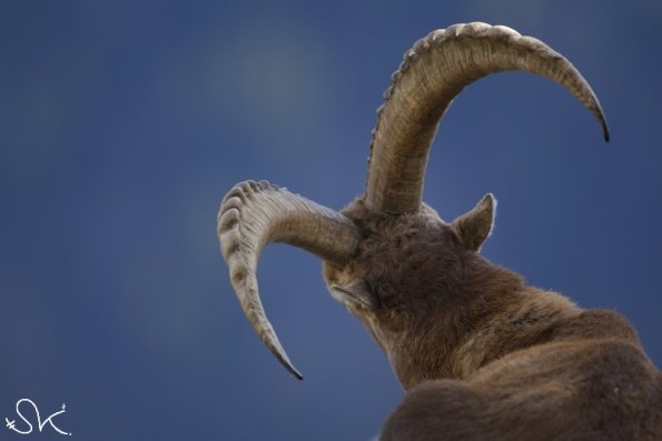 Bouquetin d'Europe (Capra ibex)