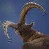 Bouquetin d'Europe (Capra ibex)