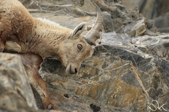 Bouquetin d'Europe (Capra ibex)