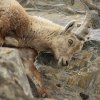 Bouquetin d'Europe (Capra ibex)