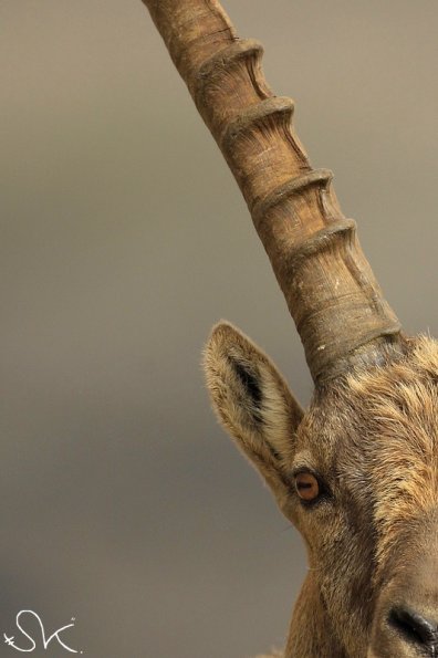 Bouquetin d'Europe (Capra ibex)