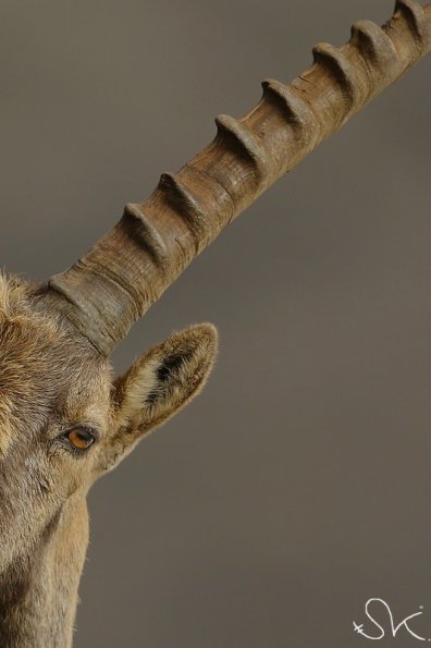 Bouquetin d'Europe (Capra ibex)