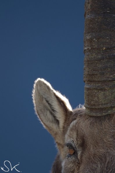 Bouquetin d'Europe (Capra ibex)