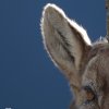 Bouquetin d'Europe (Capra ibex)