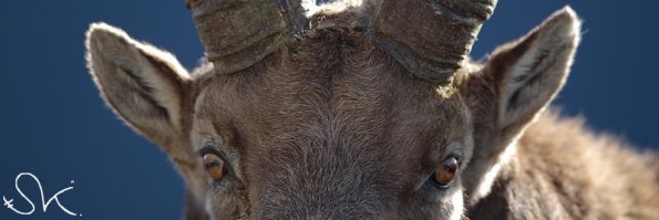 Bouquetin d'Europe (Capra ibex)