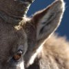 Bouquetin d'Europe (Capra ibex)