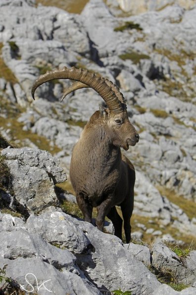 Bouquetin d'Europe (Capra ibex)