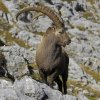 Bouquetin d'Europe (Capra ibex)