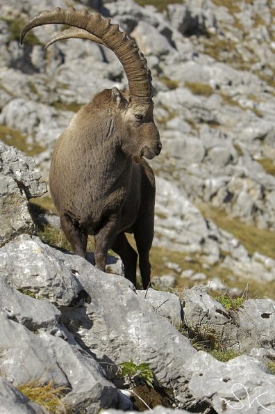 Bouquetin d'Europe (Capra ibex)