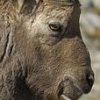 Bouquetin d'Europe (Capra ibex)