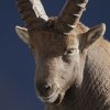 Bouquetin d'Europe (Capra ibex)