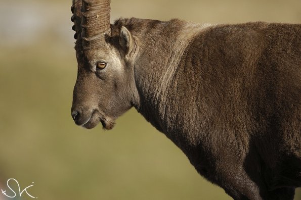 Bouquetin d'Europe (Capra ibex)