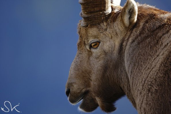 Bouquetin d'Europe (Capra ibex)