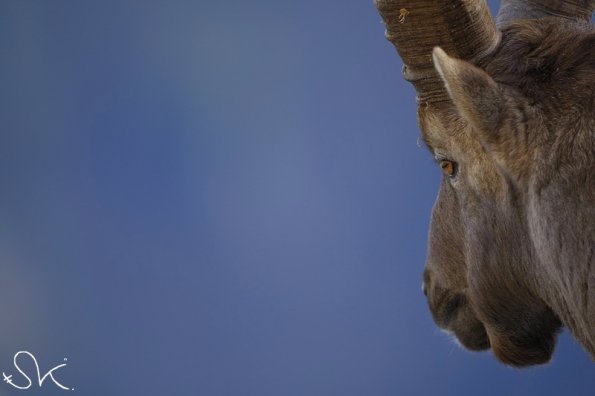 Bouquetin d'Europe (Capra ibex)