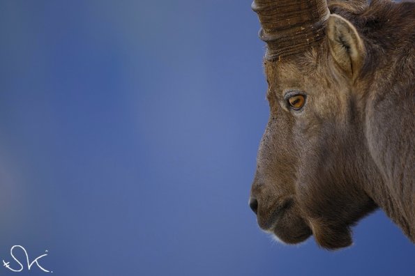 Bouquetin d'Europe (Capra ibex)