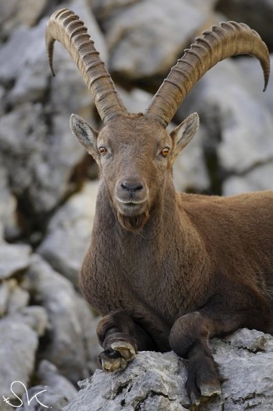 Bouquetin d'Europe (Capra ibex)