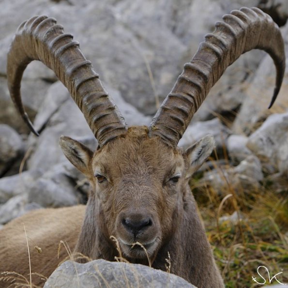 Bouquetin d'Europe (Capra ibex)