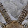 Bouquetin d'Europe (Capra ibex)