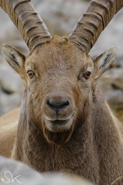 Bouquetin d'Europe (Capra ibex)