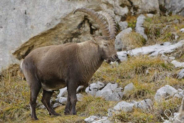 Bouquetin d'Europe (Capra ibex)