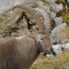 Bouquetin d'Europe (Capra ibex)