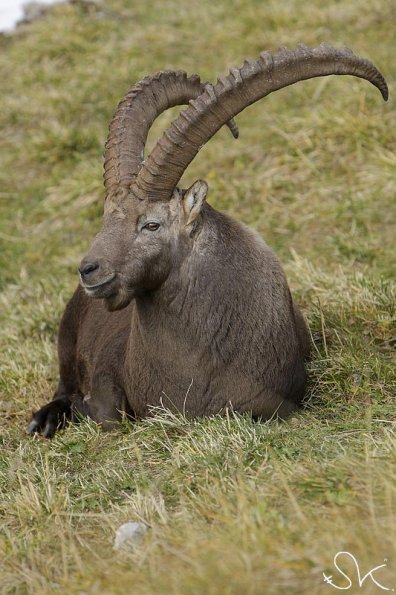 Bouquetin d'Europe (Capra ibex)