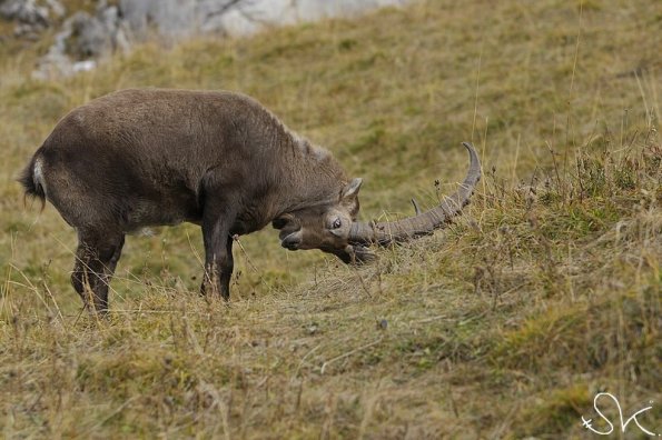 Bouquetin d'Europe (Capra ibex)