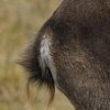 Bouquetin d'Europe (Capra ibex)