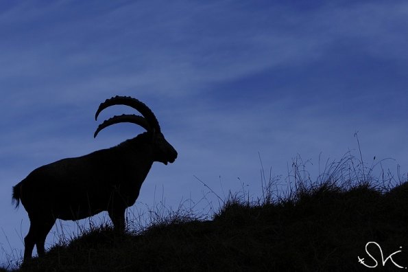 Bouquetin d'Europe (Capra ibex)