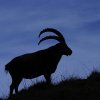 Bouquetin d'Europe (Capra ibex)