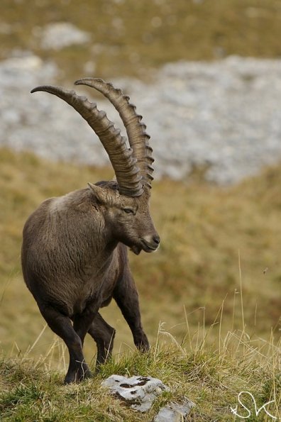 Bouquetin d'Europe (Capra ibex)