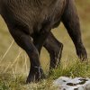 Bouquetin d'Europe (Capra ibex)